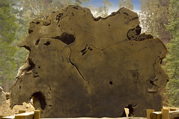 sequoia slab, Sequoia national park, California