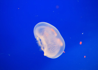 Naklejka na ściany i meble moon Jellyfish na niebiesko wody