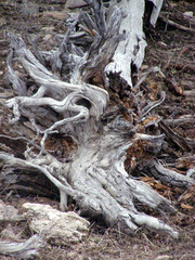 dead tree in yellowstone park