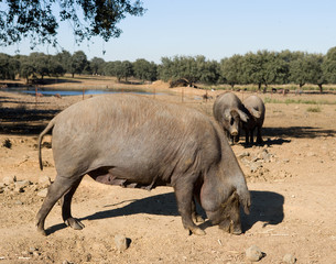 cerda iberica de cria