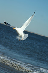 flying bird
