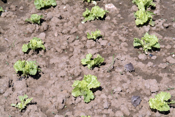 jeunes salades