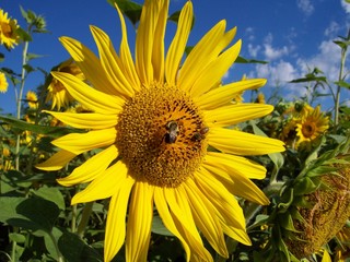 sunflower rays