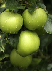 4 green apples
