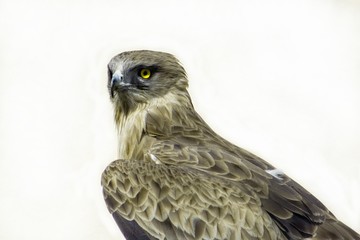 oiseaux 104