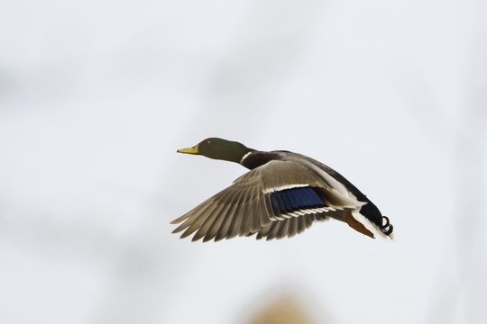 Canard colvert m&acirc;le.