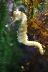 seepferdchen