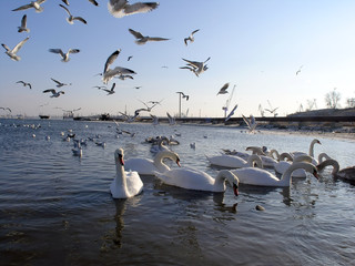 swan