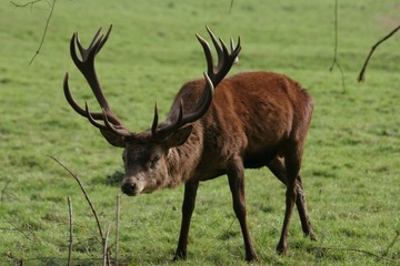red deer stag approaching