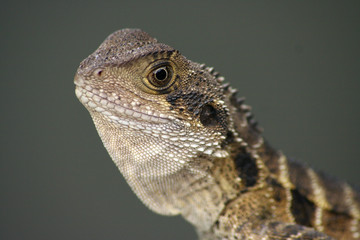 lizard
