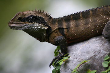lizard prepared to jump