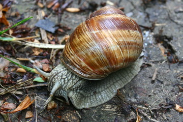 snail