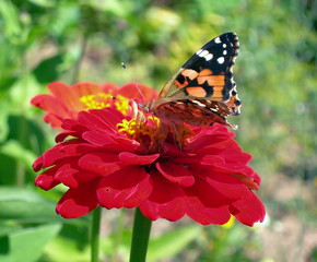 butterfly in the spring garden