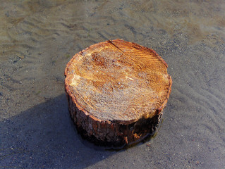 tree stump