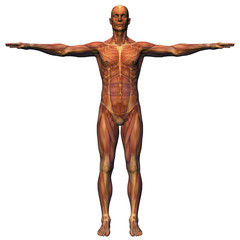 male anatomy - musculature with skeleton
