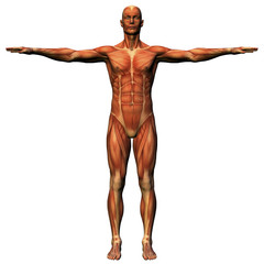 male anatomy - musculature