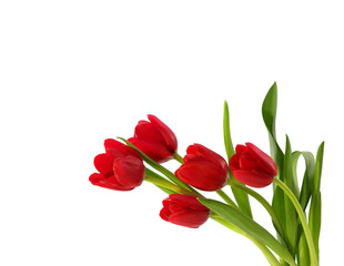 red tulips - Powered by Adobe