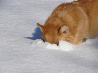 pembroke welsh corgi