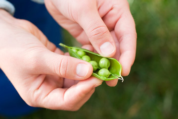 hands hold cracked pea pod