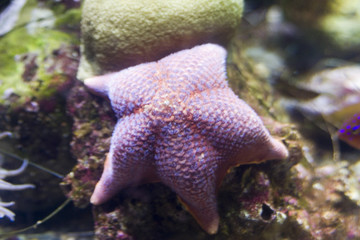 purple violet starfish