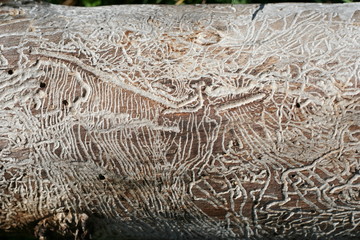 corroded tree