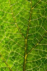 leaf details 3