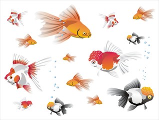 goldfish background