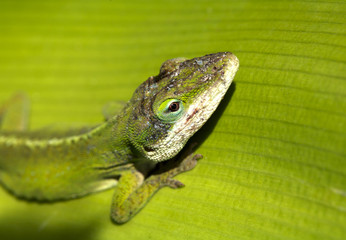 gecko head