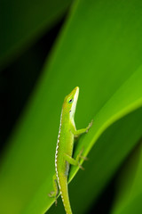 green gecko on green leaf
