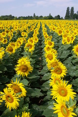 tournesols