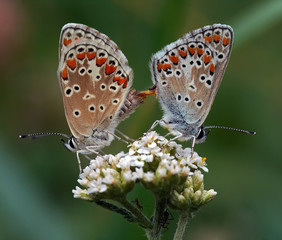 at the height of bliss