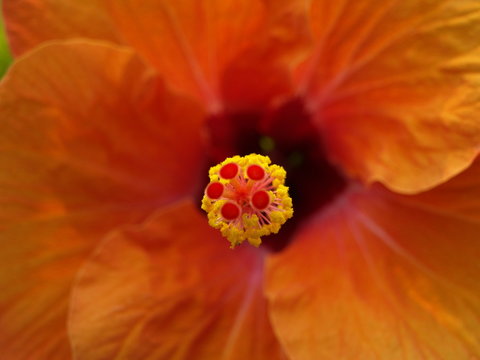 flower, fleur