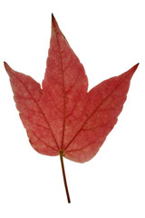 one red ivy leaf isolated on a white background