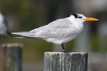 royal tern