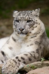 Foto op Plexiglas snow leopard © Stephen Meese