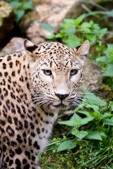 snow leopard