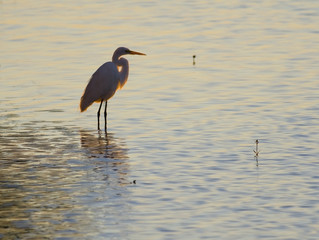 egret at dusk