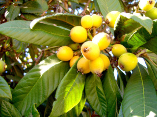 frutos da nêspera