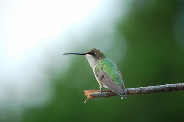 hummer