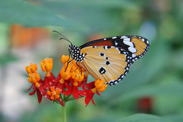 close-up of beautiful butterfly on a flower.