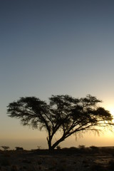 Fototapeta na wymiar desert landscape with a tree