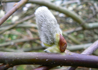 kilmarnock willow bud