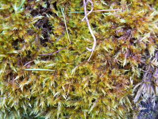 moss