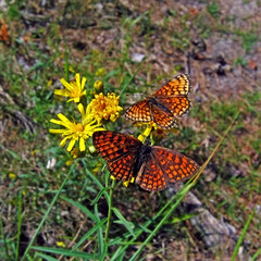 pair butterfly