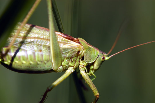 heuschrecke