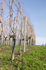 vineyard on a sunny winter day