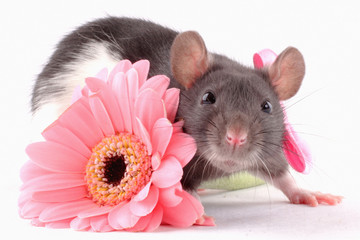 rat near a flower