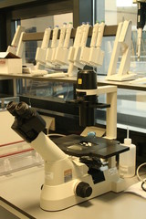 microscope and pipets