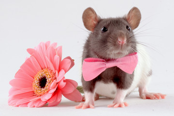 rat near a flower