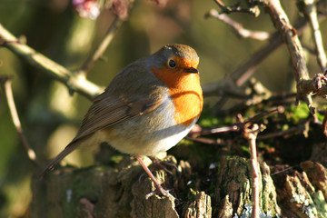 robin on a post